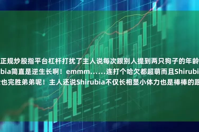 正规炒股指平台杠杆打扰了主人说每次跟别人提到两只狗子的年龄大家就都很惊讶：Shirubia简直是逆生长啊！emmm……连打个哈欠都超萌而且Shirubia不仅正面看着显小侧脸也完胜弟弟呢！主人还说Shirubia不仅长相显小体力也是棒棒的跟弟弟打闹起来一点儿也不含糊看到这儿小编心里已经酸的不行了在这个看脸的时代颜值高就是了不起8岁的狗狗已经算是老狗狗了但人家却还是一副小奶狗的模样！也再次印证了那句